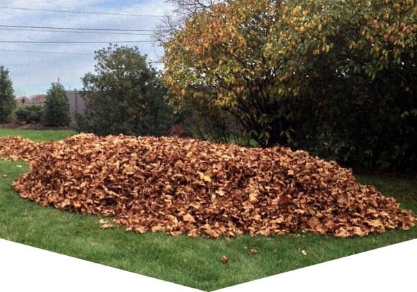 Large pile of leaves that have been collected for removal.