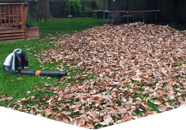 Commercial back pack blower being used to clear leaves for customer.