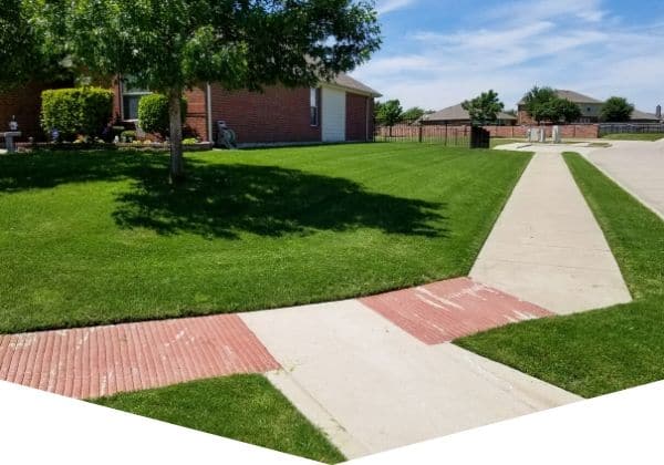 A large lawn that has been professionally mowed in Burleson, Texas.